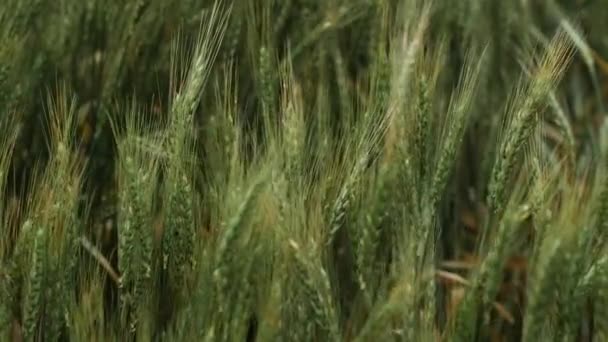 Campo Trigo Terras Agrícolas Soprando Vento Campo Trigo Milho Vento — Vídeo de Stock