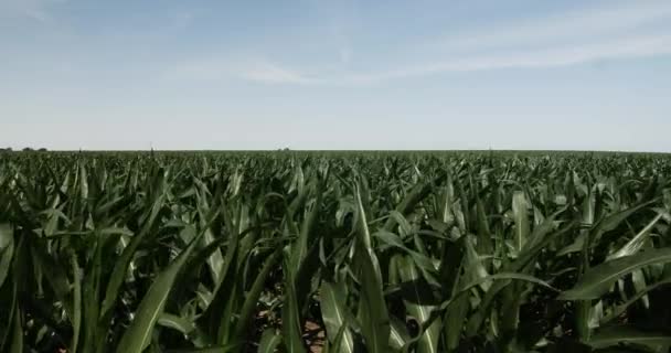 Maisfeld Auf Ackerland Das Wind Weht Weizenfeld Mais Wind Bauernhof — Stockvideo