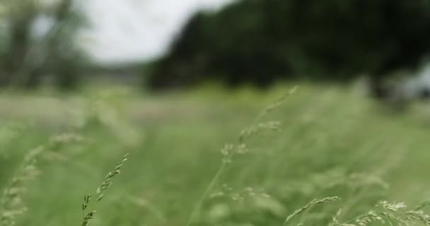 Pšeničné Pole Zemědělské Půdě Foukající Větru Pšeničné Pole Kukuřice Vítr — Stock video
