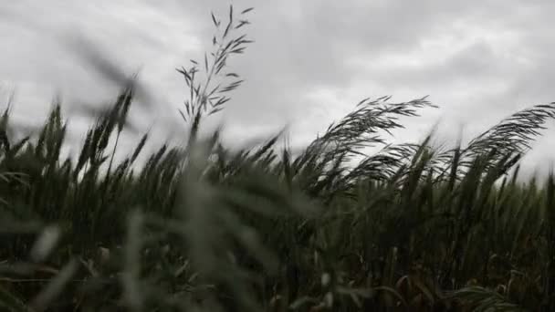 Tráva Pšenice Vanoucí Větru Zpomaleně Pšeničné Pole Kukuřice Vítr Farma — Stock video