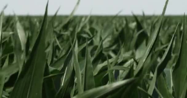 Kukuřičné Pole Zemědělské Půdě Foukající Větru Pšeničné Pole Kukuřice Vítr — Stock video