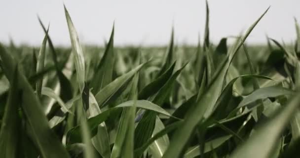 Maisfeld Auf Ackerland Das Wind Weht Weizenfeld Mais Wind Bauernhof — Stockvideo