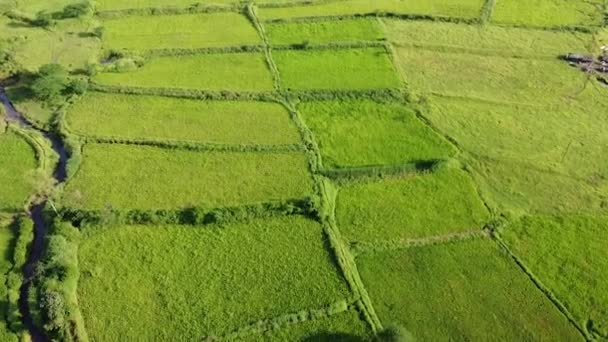 Lysande Grönska Och Jordbruksmark Nära Brahmagiri Och Trimbakeshwar Range Maharashtra — Stockvideo