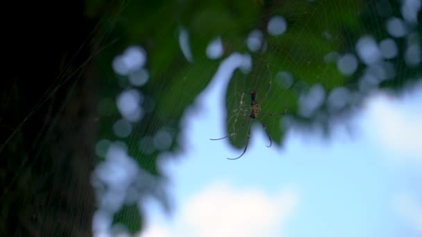 Spider Nephila Pilipes Hanging Sticky Cobweb India Handheld — Stock Video