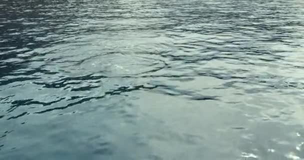 Delfinii Care Sar Din Apă Vedere Orbită Aeriană — Videoclip de stoc