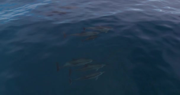 旋转海豚家族在海洋中游泳 从上方看 — 图库视频影像