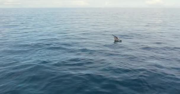 Hermosos Delfines Spinner Saltando Del Agua Makua Oahu Hawaii Vista — Vídeo de stock