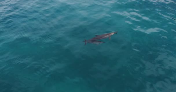 Madre Delfín Con Bebé Vida Silvestre Hawaii Desde Arriba — Vídeo de stock