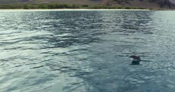 Σπίνερ Ντόλφιν Κολυμπάει Και Πηδάει Από Νερό Στη Μάκουα Παρακολούθηση — Αρχείο Βίντεο