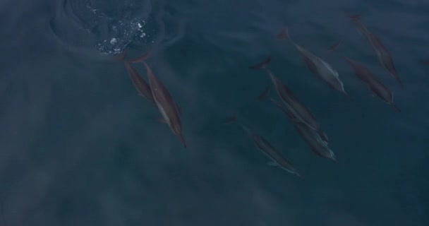 Pod Spinner Dolphins Swimming Pacific Ocean Makua Oahu Hawaii Aerial — Stock Video