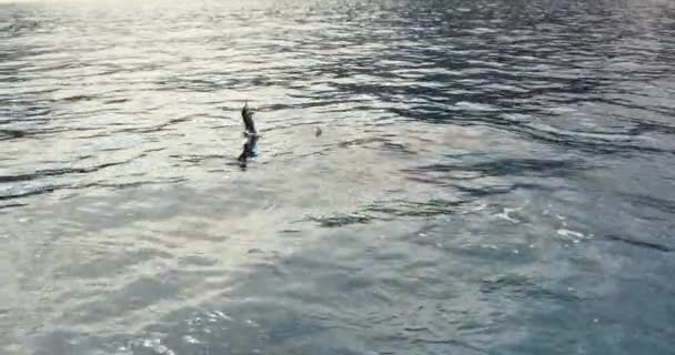 Spinner Dolfijn Springt Uit Het Water Hawaii Drone View — Stockvideo