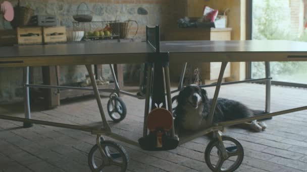 Vrolijke Lieve Zwarte Hond Rust Onder Een Pingpongtafel Waarop Zijn — Stockvideo