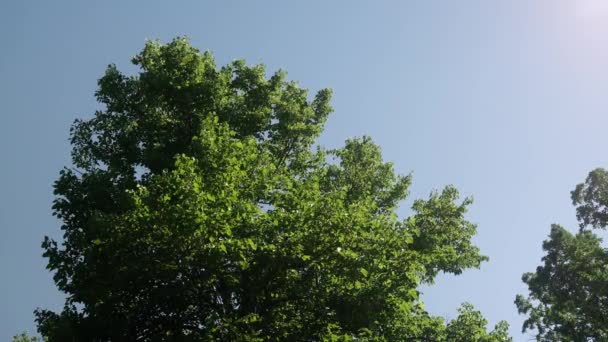 Глядя Вверх Дуб Цветущими Ветру Листьями — стоковое видео