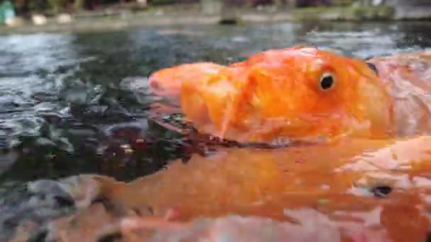 Colorido Pez Carpa Koi Frenesí Alimentación Superficie Del Agua — Vídeo de stock