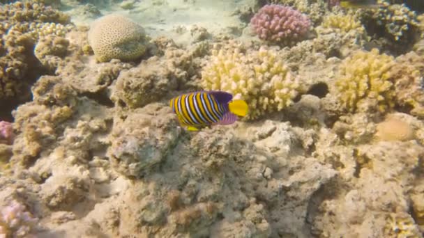 앙겔라 Royal Angelfish 해저에 산호초를 헤엄쳐 가면서 동작으로 — 비디오