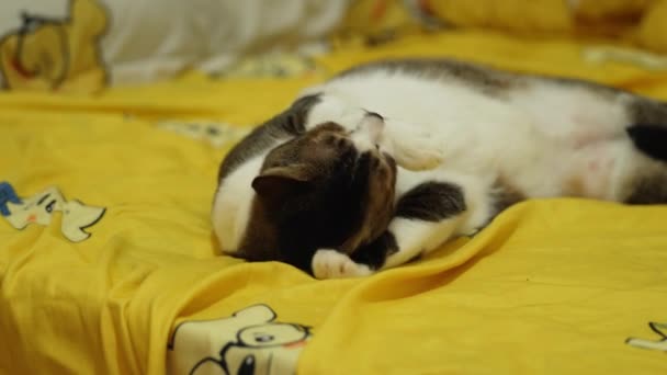 Милое Лицо Кота Белым Черным Цветом Меха Белая Кошка Наслаждается — стоковое видео