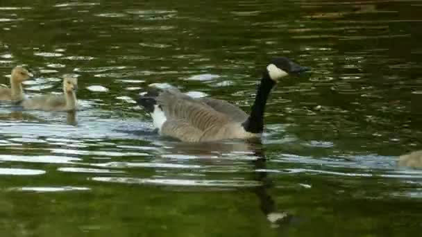 Een Vrouwelijke Canadese Gans Neemt Haar Vijf Schattige Kuikens Voor — Stockvideo