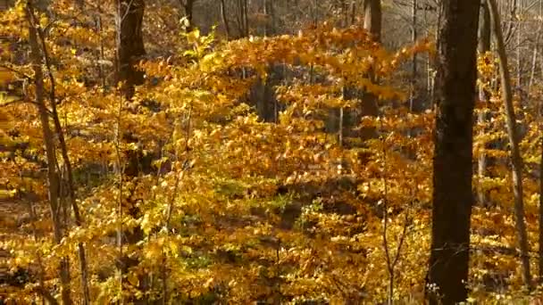 Malé Podzimní Stromky Plné Zlatohnědých Listů Vlály Větru — Stock video