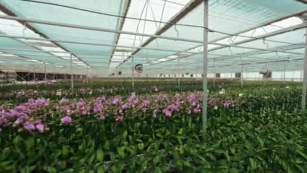 许多花生长在一个大温室里 花卉生意 室内广角 — 图库视频影像