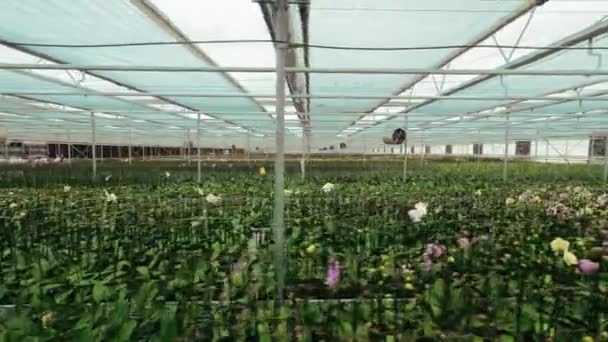 Тепличні Плантації Квіти Ростуть Всередині Великої Теплиці Широкий Кут — стокове відео