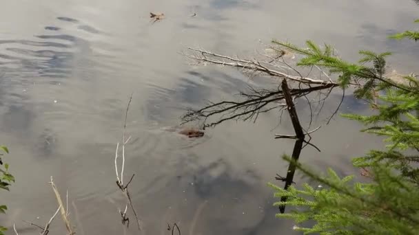 Zoom Una Nutria Nadando Lago Inmerso Bosque Parque Algonquin Canadá — Vídeo de stock