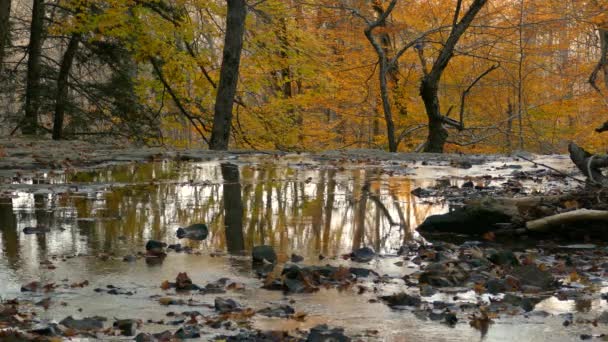 Небольшая Речная Рябь Проходит Сквозь Опавшие Листья Красочного Осеннего Пейзажа — стоковое видео