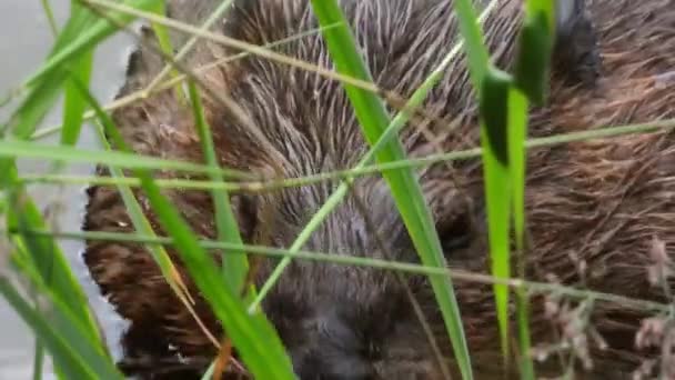 Primer Plano Del Hocico Una Nutria Superficie Del Agua — Vídeo de stock