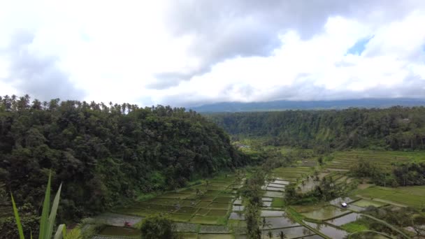 Campo Arroz Verde Exuberante Vale Bali Indonésia — Vídeo de Stock