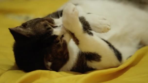 白い猫は足をなめて床に横になってリラックスした時間を楽しんでいます 白と黒の毛皮がかわいい猫の顔 4Kビデオ — ストック動画
