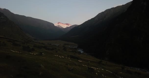 Überfliegen Einer Großen Schafherde Die Der Abenddämmerung Einen Hügel Mount — Stockvideo