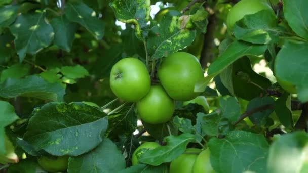 Närbild Gröna Äpplen Som Växer Träd — Stockvideo