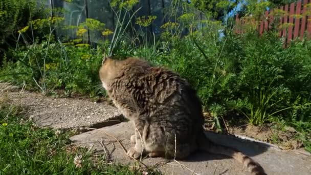 可爱的棕色猫在花园环境中清洁自己 — 图库视频影像