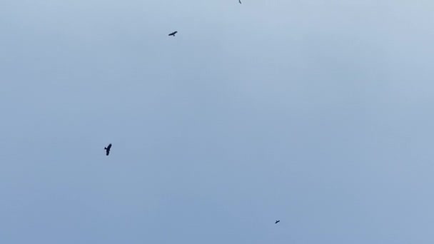 Flock Bird Prey Flying Loops While Waiting Food Sky Background — Stock Video