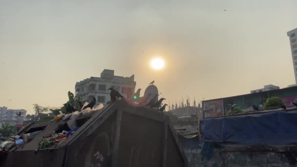 Schwarze Vögel Fliegen Müllberge Der Stadt Dhaka Nebliger Sonnenuntergang — Stockvideo