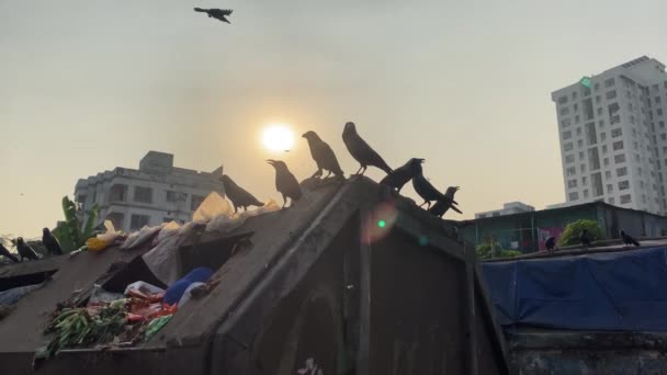 Birds Perched Garbage Dumpsters Feed — Stock Video