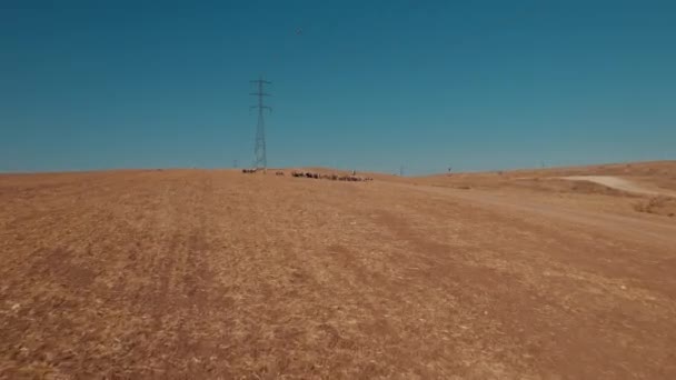 Uzak Bir Çölde Koyun Besleyen Dişi Çobanın Hava Görüntüsü Büyük — Stok video