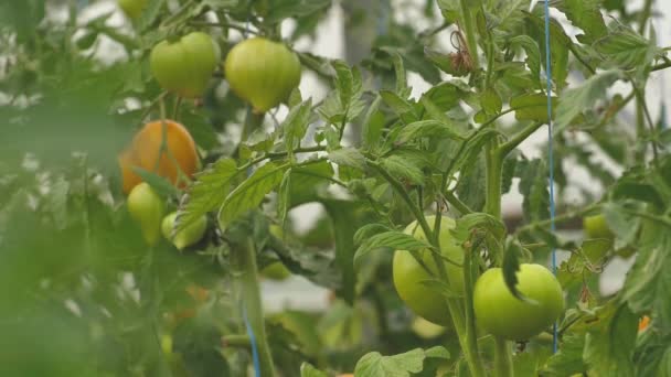 不同颜色 不同种类的番茄 番茄温室收获丰硕 — 图库视频影像