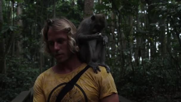 空腹のマカク猿のスローモーション男の手から食べ物を取り 彼の肩の上に食べる — ストック動画