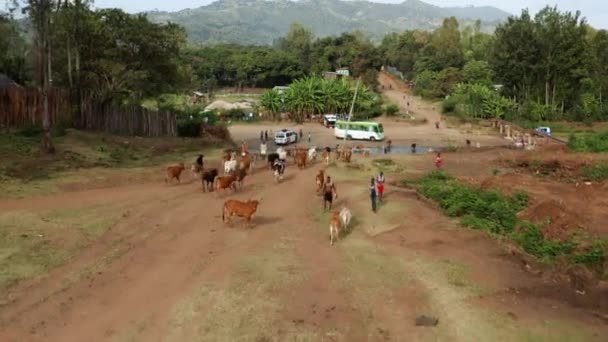 Binnenlandse Koeien Lopen Naar Rivier Naar Stad Het Voeden Weide — Stockvideo