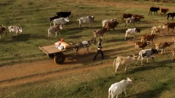 当地男子和驴子拉着木车从牧场与牛群一起步行回家 — 图库视频影像