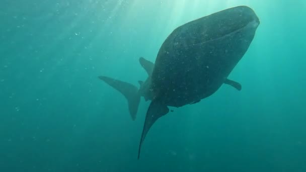 Mouvement Lent Énormes Requins Baleines Nageant Dans Océan Passant Près — Video