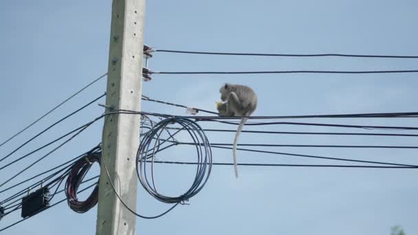 Πίθηκος Τρώει Φρούτα Ενώ Κάθεται Ηλεκτρικό Καλώδιο Του Πόλου Χρησιμότητας — Αρχείο Βίντεο