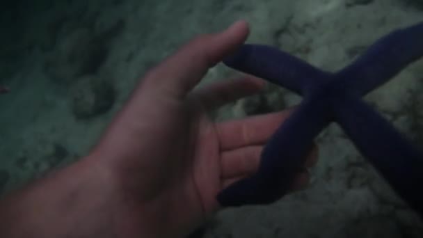 Man Holding One Blue Sea Star Four Arms Hand Underwater — Stock Video