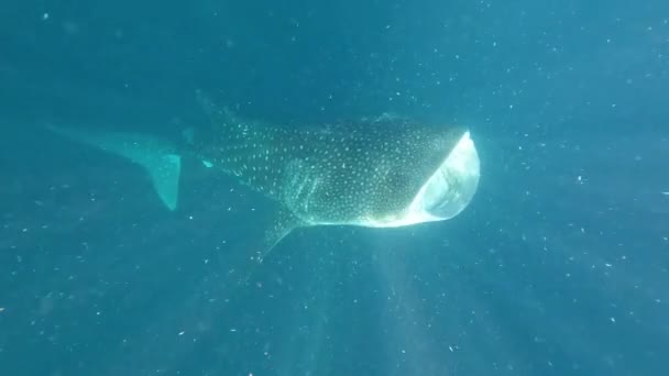 大鲸鲨张开大嘴 在阳光照射下在海里觅食的慢动作 — 图库视频影像