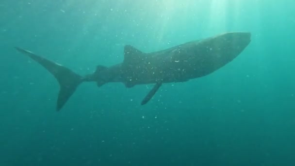 Hatalmas Bálna Cápa Úszik Óceánban Halad Kamera Közelében — Stock videók