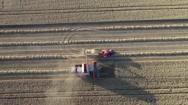 Luchtfoto Van Combine Harvester Transfering Grain Cart Wagon Tractor Agricultural — Stockvideo