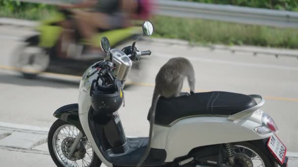 Zpět Pohled Mladé Opice Sedí Motorce Zaparkované Silnici Phangan Thajsko — Stock video