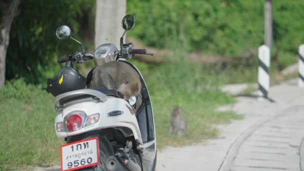 Mono Tirando Rasgando Bolsa Plástico Compartimiento Vespa Por Sus Dientes — Vídeos de Stock