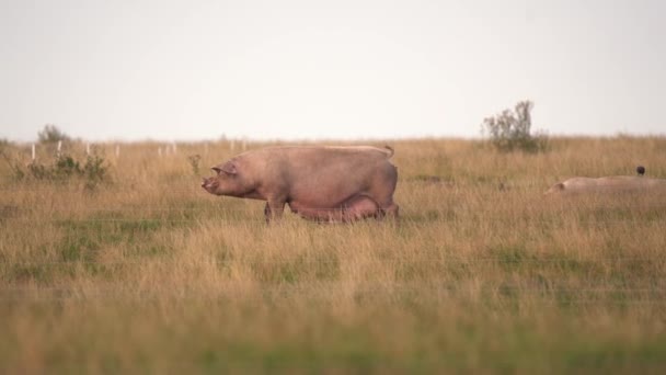 Gilt Hog Pig Eating Grass Pasture Wide — Stock Video