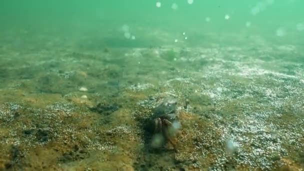 Vue Sous Marine Crabe Position Défensive Après Une Errance Latérale — Video